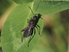 Alydus