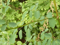 Thalictrum minus