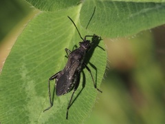 Alydus