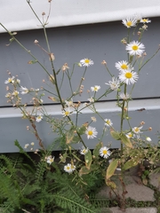 Erigeron
