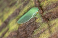 Acusana