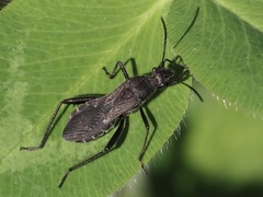 Alydus
