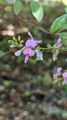 Desmodium ciliare