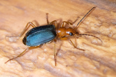 Brachinus