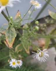 Erigeron
