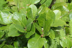 Laurus azorica
