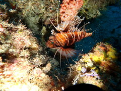 Pterois mombasae