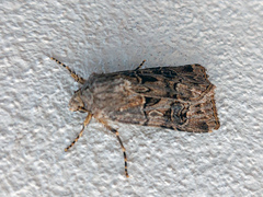 Agrotis bigramma