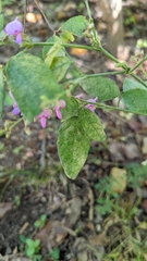 Desmodium ciliare