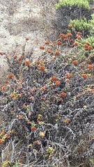 Eriogonum parvifolium