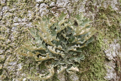 Lobaria