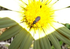 Melyris rufomarginata