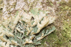 Lobaria