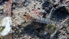 Gobius incognitus