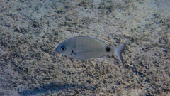 Diplodus sargus