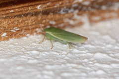 Acusana