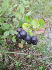 Aronia mitschurinii