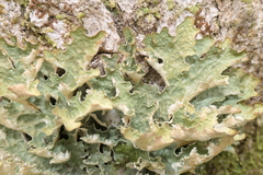 Lobaria