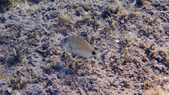 Diplodus sargus