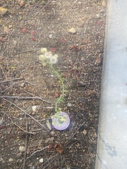 Erigeron bonariensis