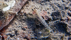 Gobius incognitus