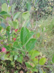 Aronia mitschurinii