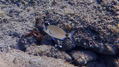 Diplodus sargus