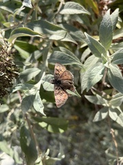 Erynnis tristis