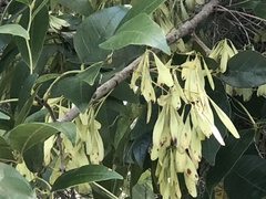 Fraxinus caroliniana