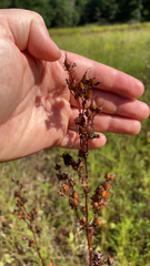 Penstemon laxiflorus