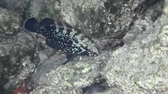 Epinephelus marginatus