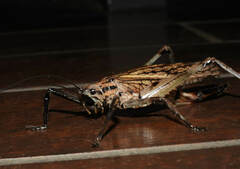 Ancistrocercus excelsior