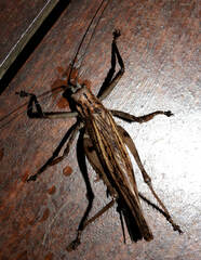 Ancistrocercus excelsior