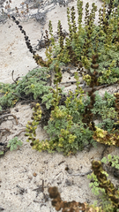 Ambrosia chamissonis