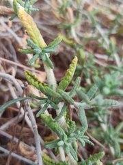 Teucrium capitatum