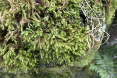 Echinodium renauldii