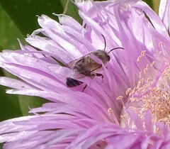 Apis mellifera capensis