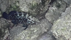 Epinephelus marginatus