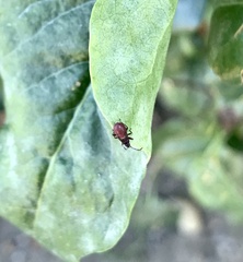 Oxycarenus lavaterae