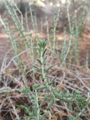 Teucrium capitatum