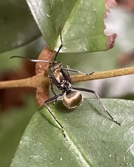 Polyrhachis militaris