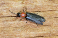 Lampyridae