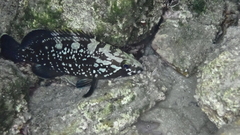 Epinephelus marginatus