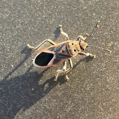 Graptostethus servus