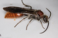 Sphaeropthalma imperialis