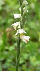 Spiranthes spiralis
