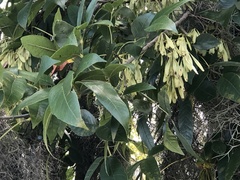 Fraxinus caroliniana
