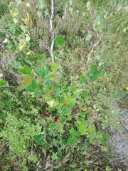 Aronia mitschurinii