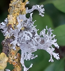 Evernia prunastri