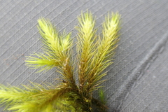 Echinodium renauldii